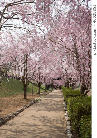 Weeping cherry blossoms on the hill of Hitachi Kozuki Weeping cherry blossoms on the hill of Hitachi Kozuki 40029853