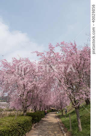 Weeping cherry blossoms on the hill of Hitachi Kozuki Weeping cherry blossoms on the hill of Hitachi Kozuki 40029856