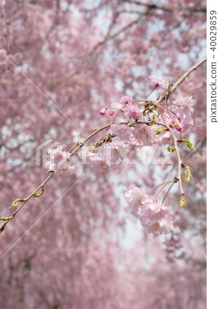 在Hitachi Kozuki山上垂枝櫻花 40029859