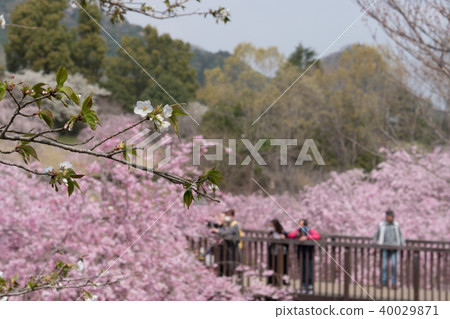 在Hitachi Kozuki山上垂枝櫻花 在Hitachi Kozuki山上垂枝櫻花 40029871