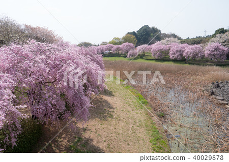 在Hitachi Kozuki山上垂枝櫻花 40029878