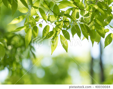 新鮮的綠色zelkova葉子 40030084