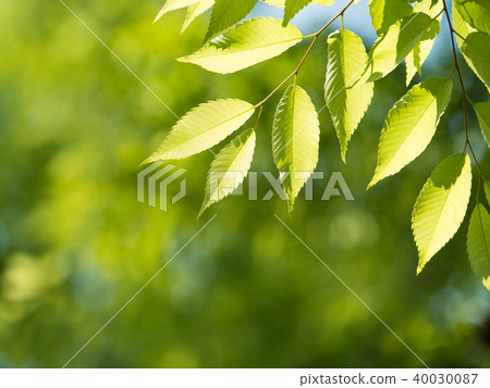 新鮮的綠色zelkova葉子 40030087
