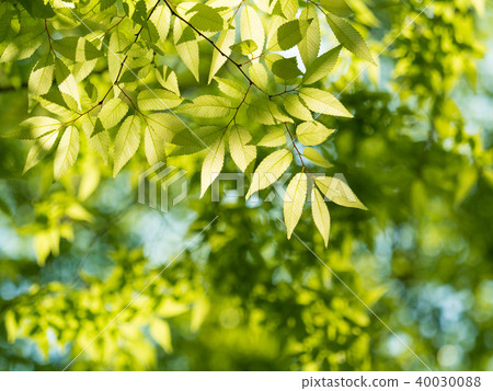 Fresh green zelkova leaves Fresh green zelkova leaves 40030088