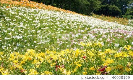 16：9斜坡上盛開的百合花的景觀 40030109
