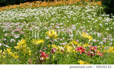 16:9斜坡上盛開的百合花的景觀 16:9斜坡上盛開的百合花的景觀 40030110