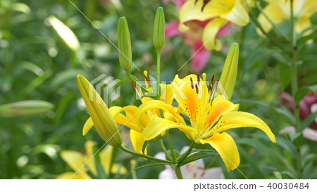 16: 9 Vibrant Yellow Lily 40030484