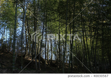 栃木縣岩手山的竹林 40030567