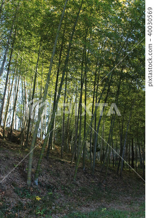 栃木縣岩手山的竹林 40030569