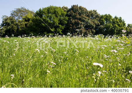 空地 空地 40030791