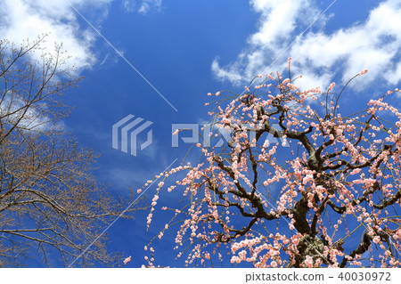 Dangling plum 40030972