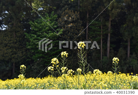 Rape blossoms Rape blossoms 40031390