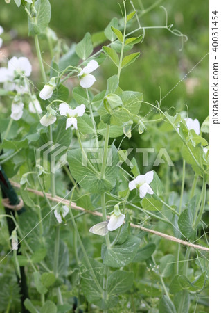 Cabbage white butterfly that mimics the flower of silk and peas 02 40031454