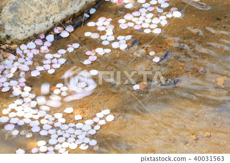 Plum petals Plum petals 40031563