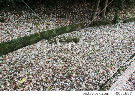 油桐花五月雪 40031697