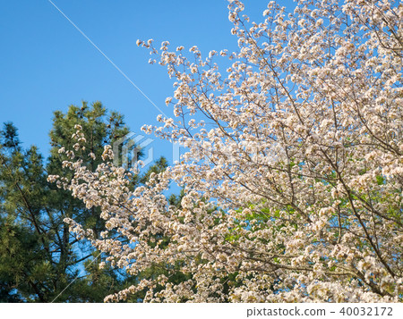 Yae Sakura 40032172