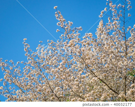 Yae Sakura Yae Sakura 40032177