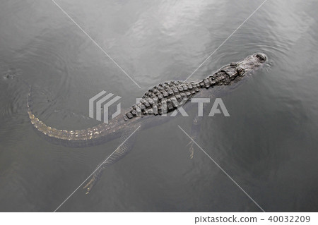 American alligator swimming in a lake, top view, Everglades National Park, Florida, USA 40032209