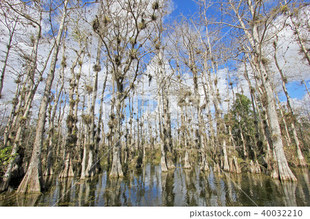 Bald Cypress Trees, Taxodium distichum, swamp, Everglades National Park, Florida, USA Bald Cypress Trees, Taxodium distichum, swamp, Everglades National Park, Florida, USA 40032210