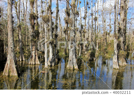 Bald Cypress Trees, Taxodium distichum, swamp, Everglades National Park, Florida, USA 40032211