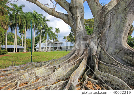 Huge Banyan tree or Moreton Bay fig in the back of the Edison and Ford Winter Estates in Fort Myers Huge Banyan tree or Moreton Bay fig in the back of the Edison and Ford Winter Estates in Fort Myers 40032219