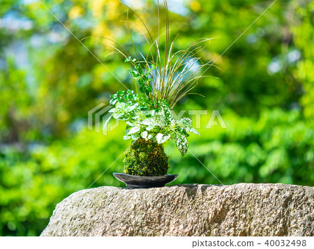 Kokedama 40032498