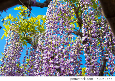 Ushijima's wisteria in Kasukabe city 40032567