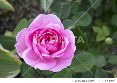 Barra Gertrude Jekyll Barra Gertrude Jekyll 40033366