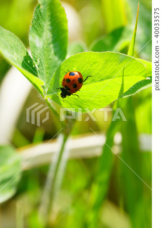 Parasitism in the grassland Parasitism in the grassland 40033575