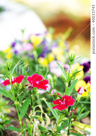 花 花 40033745