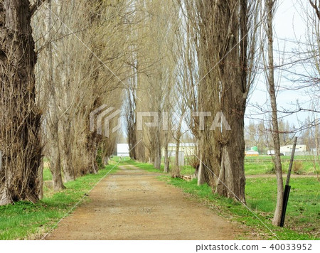 Poplar a tree Poplar a tree 40033952