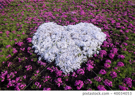 White pheasant cherry heart 40034053