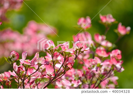 Hanamizuki in full bloom (N) 40034328