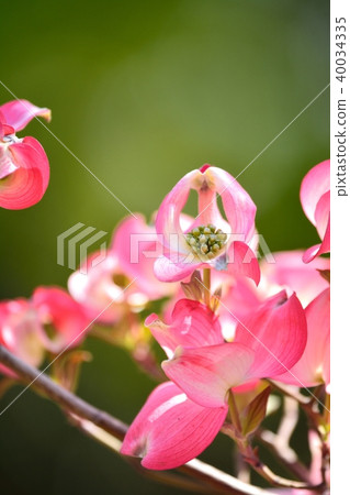 Hanamizuki in full bloom (N) 40034335