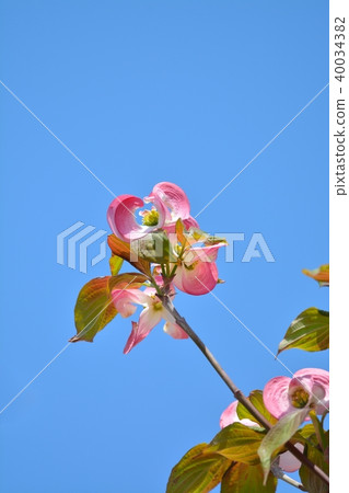 Hanamizuki in full bloom (N) Hanamizuki in full bloom (N) 40034382