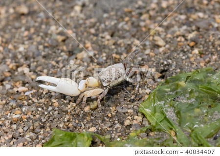 Crab Hakusen Shimaneki 40034407