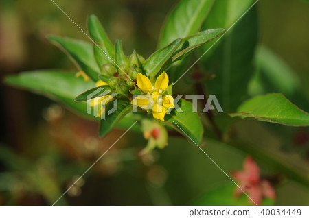 丁香zitade花 40034449