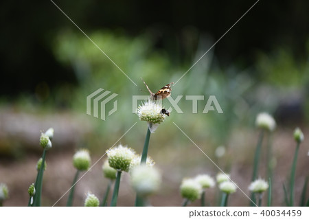 Insect and green onion Insect and green onion 40034459
