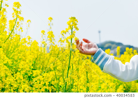 Rape blossoms 40034583