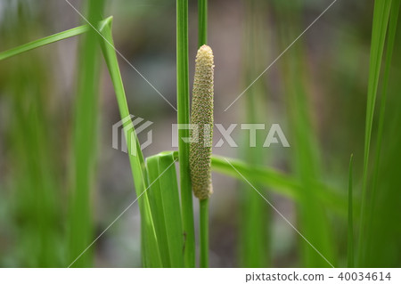 Flower of the show 40034614