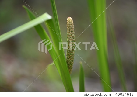 節目之花 節目之花 40034615