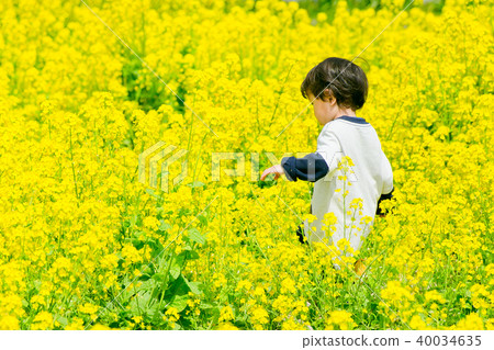 Rape blossoms 40034635