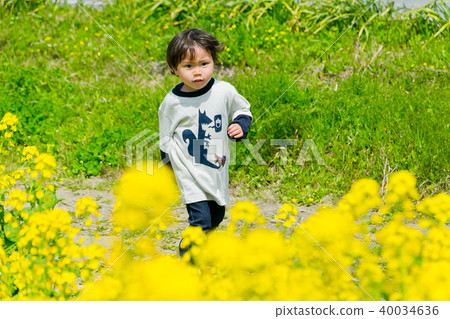 Rape blossoms 40034636