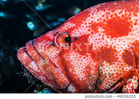 它有蝦清潔，看起來不錯。和歌山縣串本町 40036283