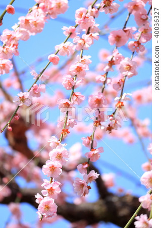 叼著梅花 叼著梅花 40036327
