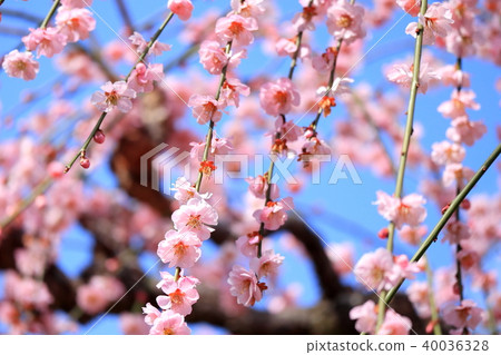 叼著梅花 叼著梅花 40036328