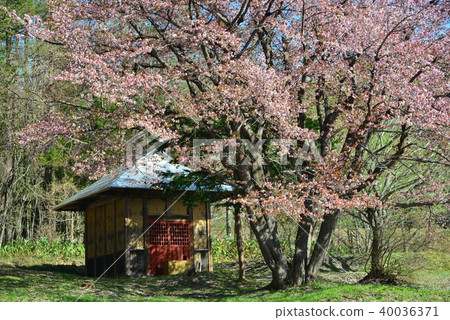 Gunma Prefecture Katashina Village, Okino Sakura 40036371
