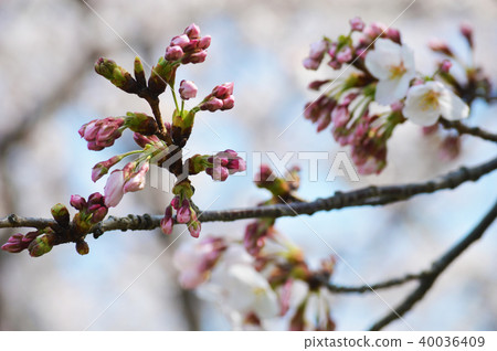 Cherry buds Cherry buds 40036409