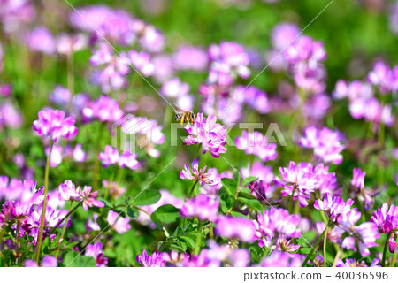 瑞納和蜜蜂 40036596