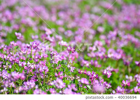 瑞納和蜜蜂 40036694